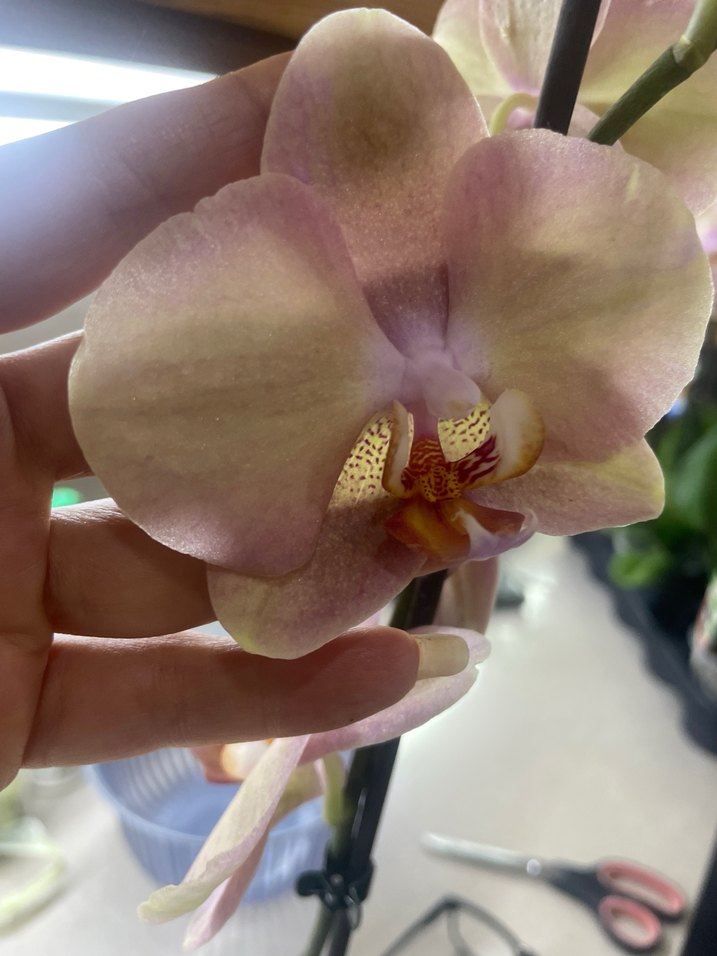 Bej Pastel Orkide Çiçeği - Görsel 3