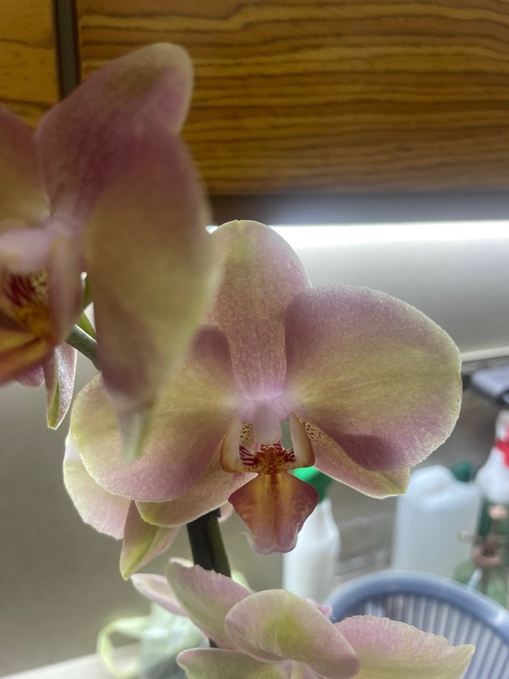Bej Pastel Orkide Çiçeği - Görsel 4