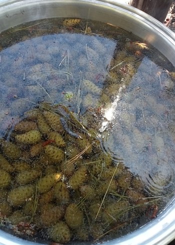 Çam Kozalaği - Görsel 3