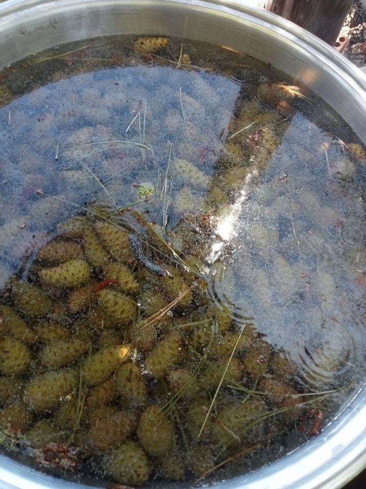 Çam Kozalaği - Görsel 3