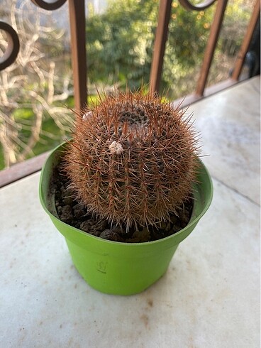  Notocactus