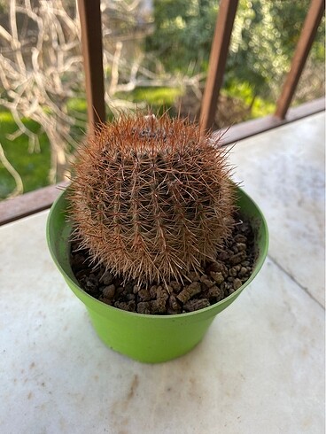  Beden Notocactus