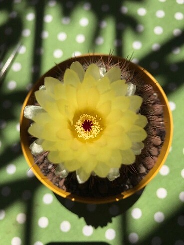Notocactus