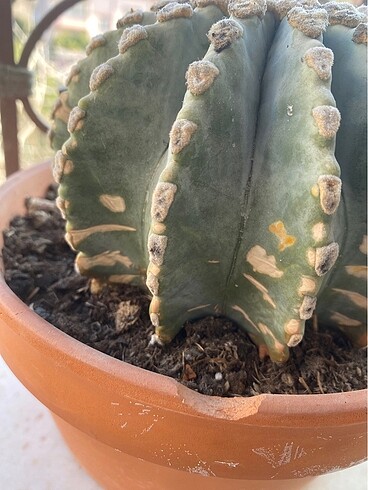  Beden yeşil Renk Ferocactus Glaucescens Inermis