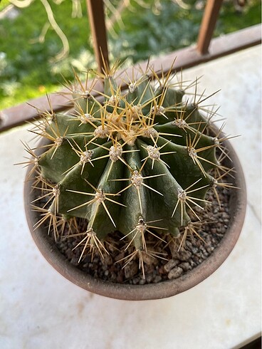  Beden Ferocactus schwarzii