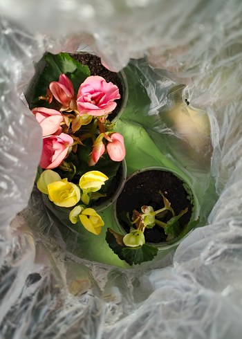 Sarı Renkli Canlı Ev Dekorasyonu Çiçeği - Görsel 3