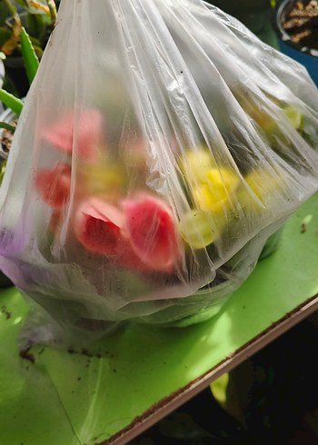 Sarı Renkli Canlı Ev Dekorasyonu Çiçeği - Görsel 4