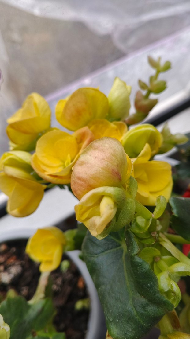 Sarı Renkli Canlı Ev Dekorasyonu Çiçeği - Görsel 2