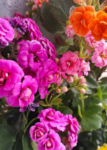 Renkli Mor ve Turuncu Çiçekler - Görsel 5