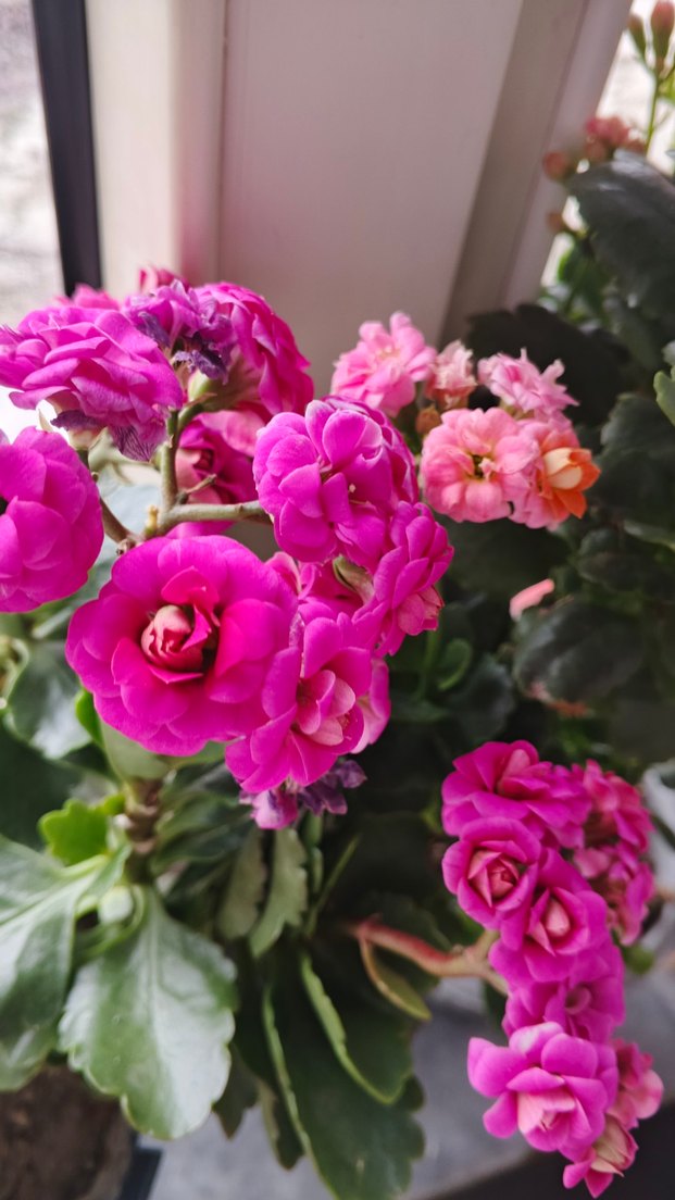 Renkli Mor ve Turuncu Çiçekler - Görsel 2