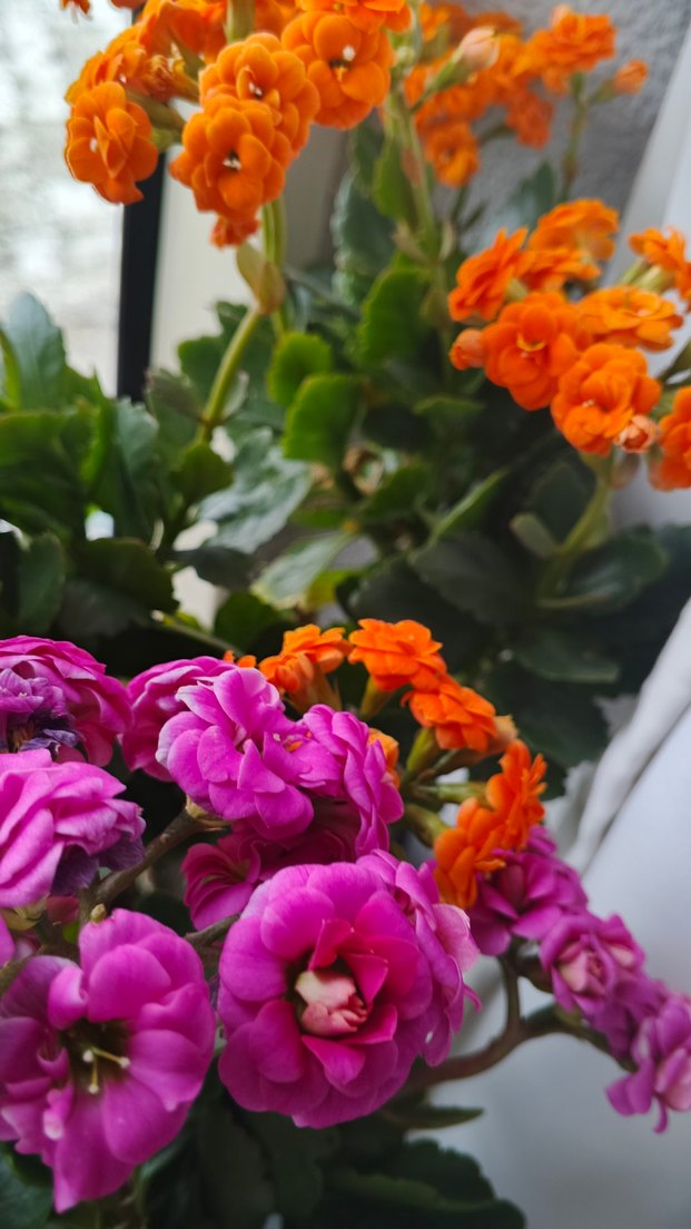 Renkli Mor ve Turuncu Çiçekler - Görsel 4