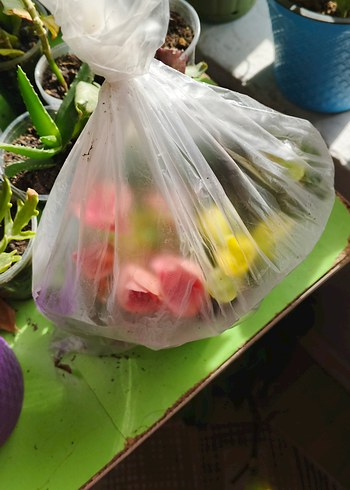 Canlı Pembe begonya - Görsel 5