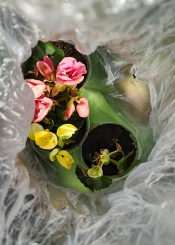 Canlı Pembe begonya - Görsel 3