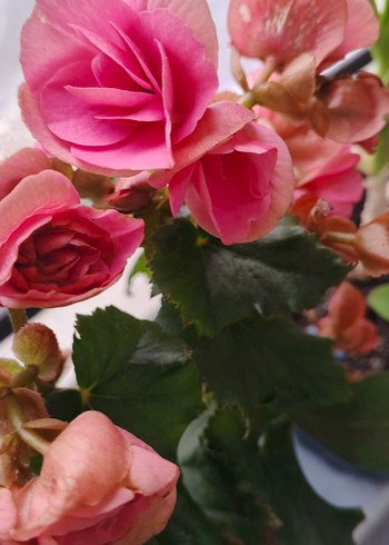 Canlı Pembe begonya - Görsel 2