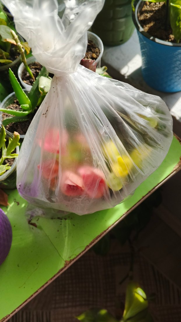 Canlı Pembe begonya - Görsel 5