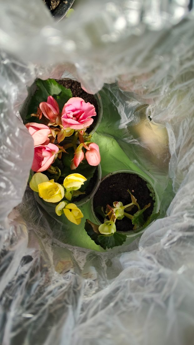 Canlı Pembe begonya - Görsel 4