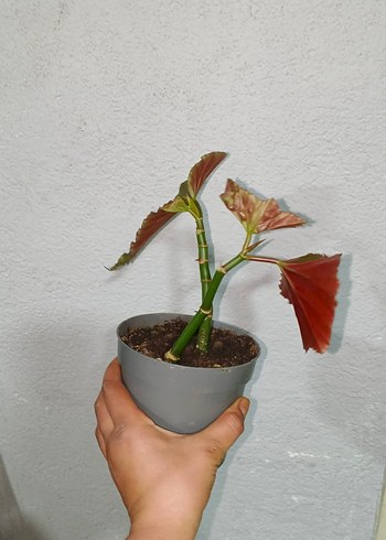 Kahverengi Saksıda Dekoratif Bitki çilli begonya - Görsel 2