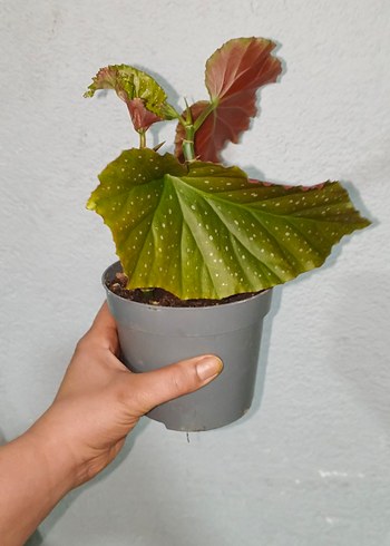 Kahverengi Saksıda Dekoratif Bitki çilli begonya - Görsel 3