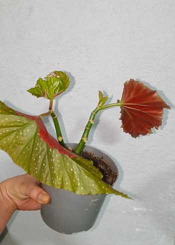 Kahverengi Saksıda Dekoratif Bitki çilli begonya - Görsel 4