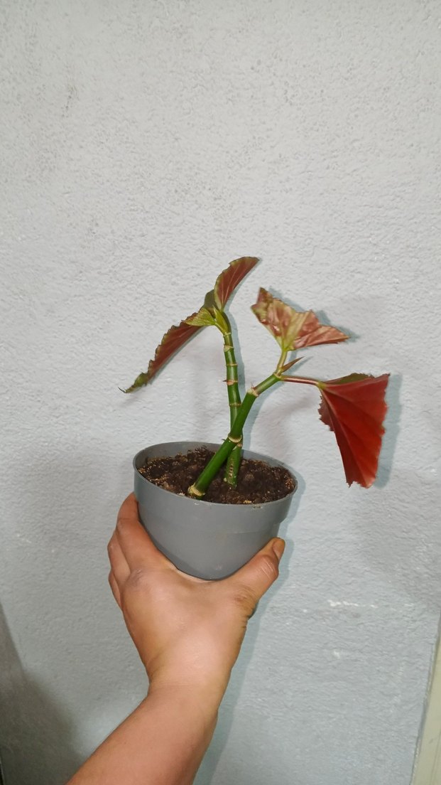 Kahverengi Saksıda Dekoratif Bitki çilli begonya - Görsel 2