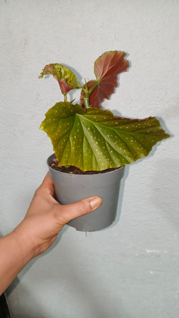 Kahverengi Saksıda Dekoratif Bitki çilli begonya - Görsel 3