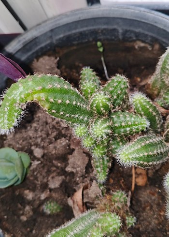 Renkli Yeşil Kaktüs Saksı Bitkisi - Görsel 2