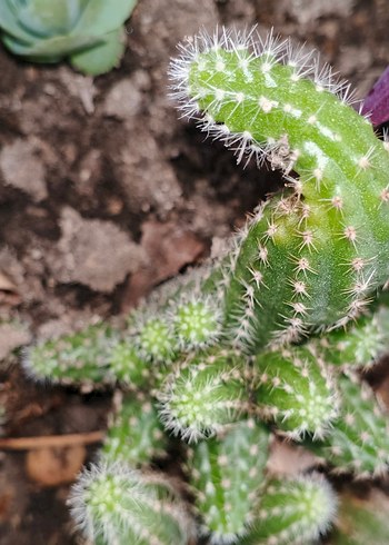 Renkli Yeşil Kaktüs Saksı Bitkisi - Görsel 3
