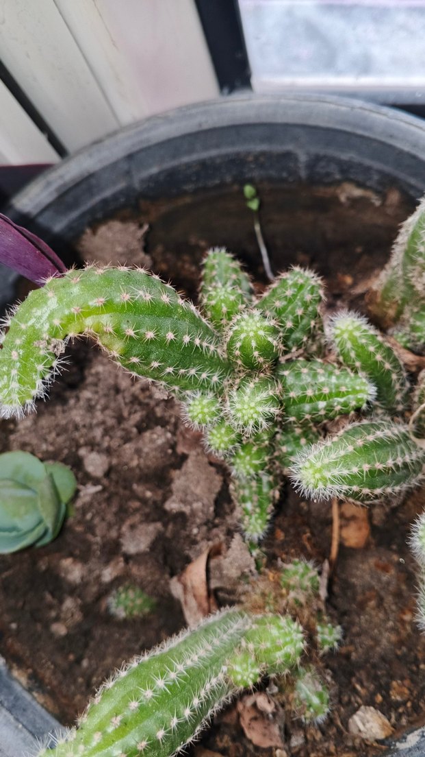 Renkli Yeşil Kaktüs Saksı Bitkisi - Görsel 2