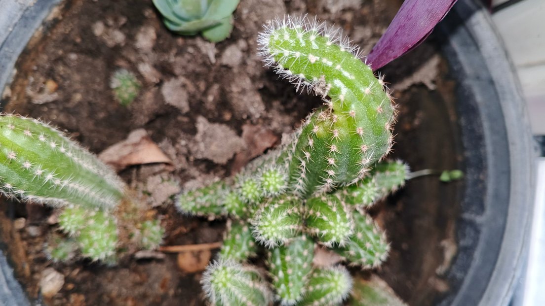 Renkli Yeşil Kaktüs Saksı Bitkisi - Görsel 3