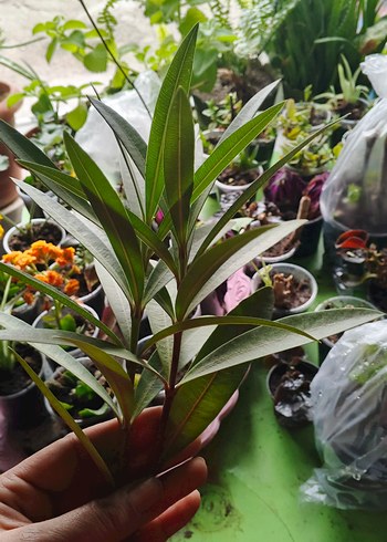 Koyu Yeşil Dekoratif Ev Bitkisi Dalı pembe zakkum katli - Görsel 3