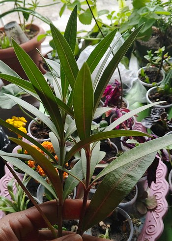 Koyu Yeşil Dekoratif Ev Bitkisi Dalı pembe zakkum katli - Görsel 2