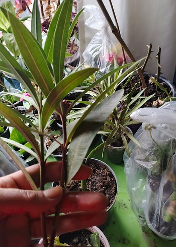 Koyu Yeşil Dekoratif Ev Bitkisi Dalı pembe zakkum katli - Görsel 4