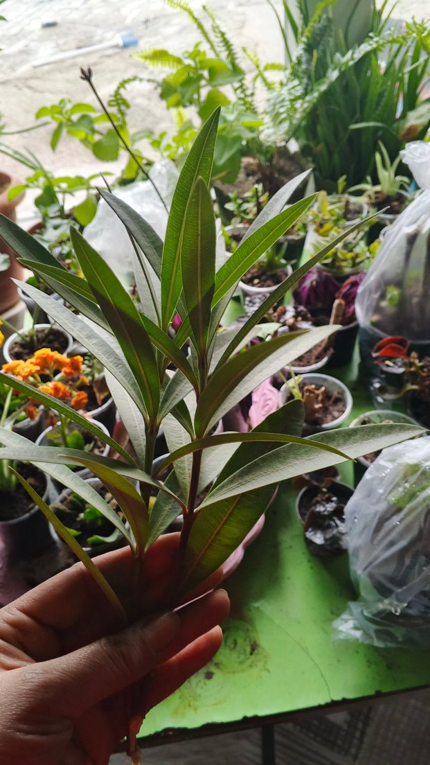 Koyu Yeşil Dekoratif Ev Bitkisi Dalı pembe zakkum katli - Görsel 3