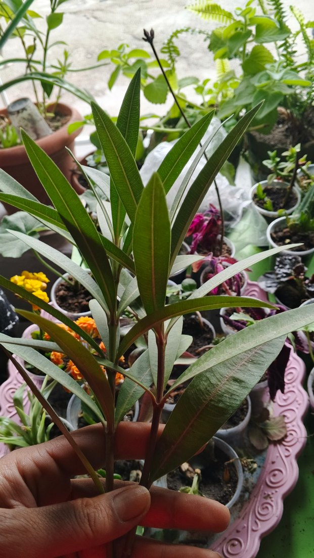 Koyu Yeşil Dekoratif Ev Bitkisi Dalı pembe zakkum katli - Görsel 2