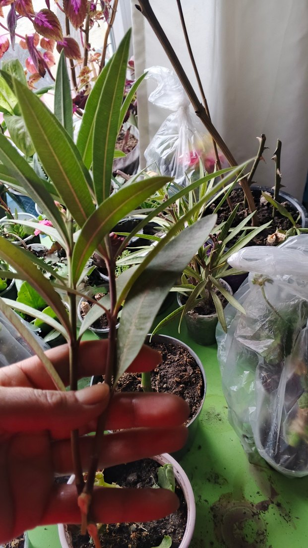 Koyu Yeşil Dekoratif Ev Bitkisi Dalı pembe zakkum katli - Görsel 4