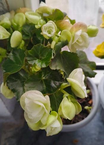 Beyaz Begonya Çiçeği Saksıda - Görsel 2