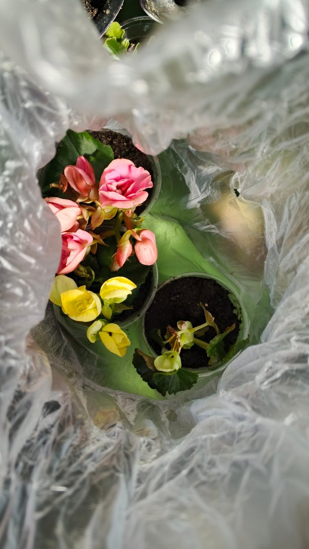 Beyaz Begonya Çiçeği Saksıda - Görsel 3