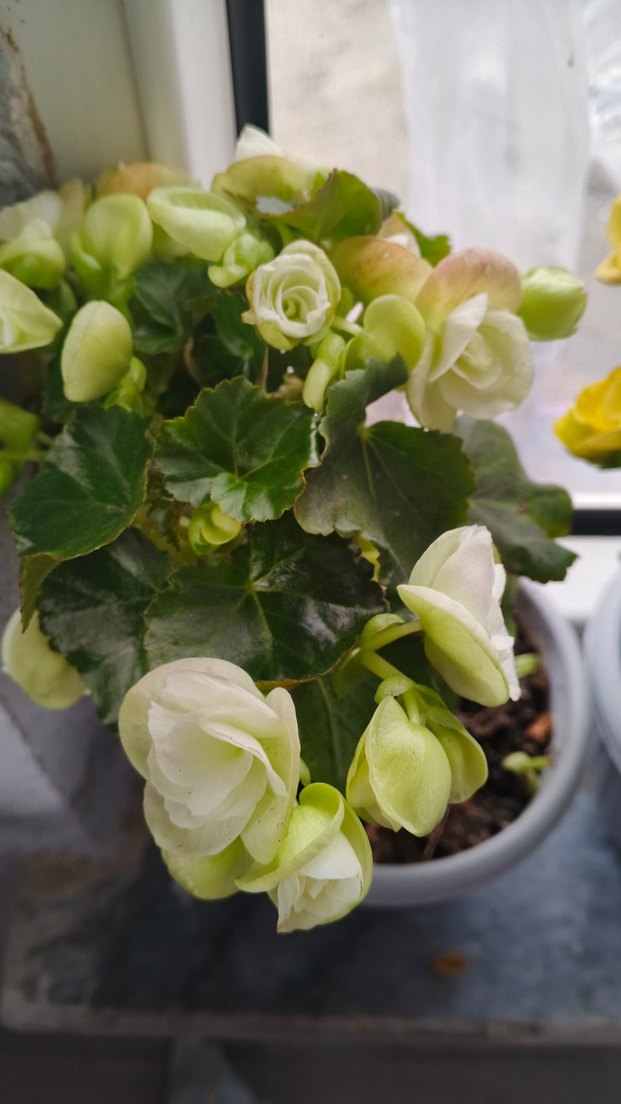 Beyaz Begonya Çiçeği Saksıda - Görsel 2