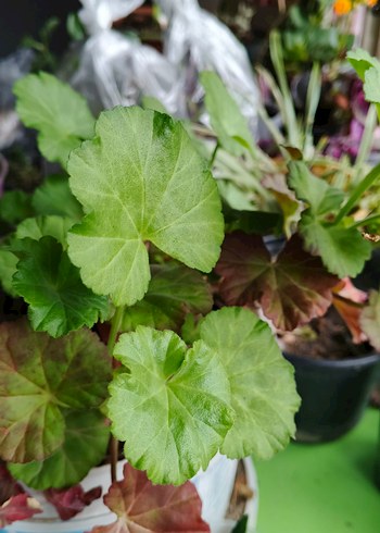 Beyaz Yumuşak Tonlu Gül beyaz sardunya - Görsel 4