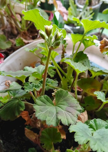 Beyaz Yumuşak Tonlu Gül beyaz sardunya - Görsel 2