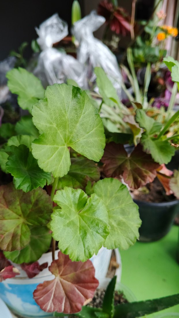 Beyaz Yumuşak Tonlu Gül beyaz sardunya - Görsel 4