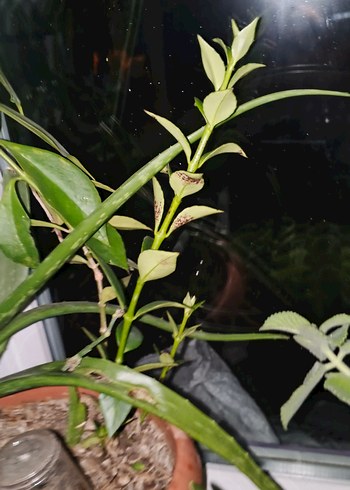 Aeschynanthus spesiosus - Görsel 6