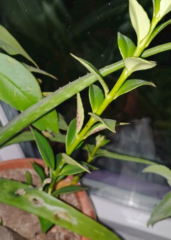 Aeschynanthus spesiosus - Görsel 7