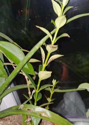 Aeschynanthus spesiosus - Görsel 5