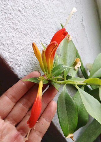 Aeschynanthus spesiosus - Görsel 4