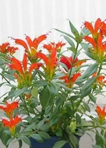 Aeschynanthus spesiosus - Görsel 2