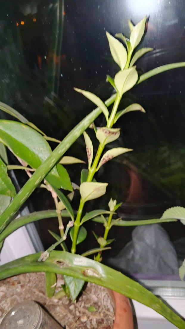 Aeschynanthus spesiosus - Görsel 5