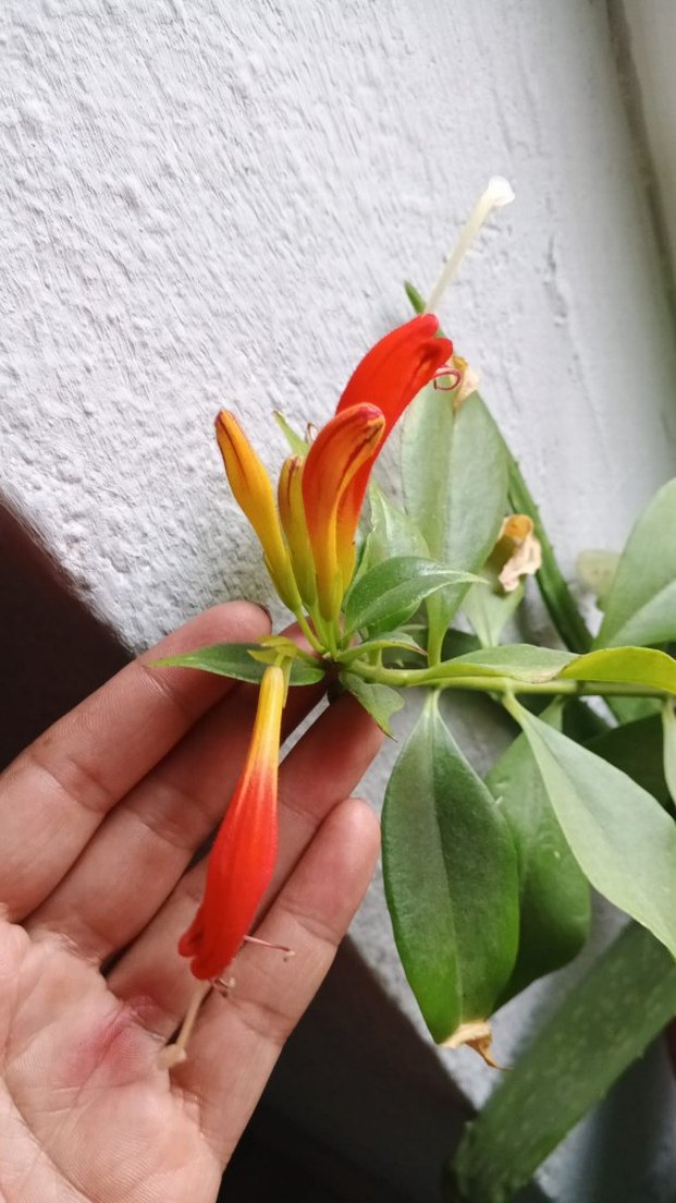Aeschynanthus spesiosus - Görsel 4