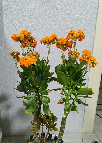 Canlı Turuncu Çiçekli Ev Dekoru dev kalanso - Görsel 2