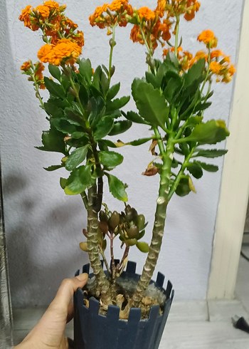 Canlı Turuncu Çiçekli Ev Dekoru dev kalanso - Görsel 3